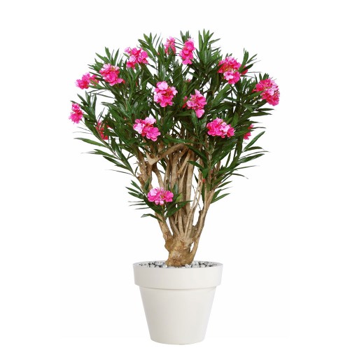 Planta semi-artificiala Ila, Oleander Robusta Pink - 180 cm